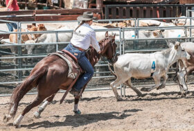 Sabato 13 e domenica 14 settembre a Città di Castello la 55^ Mostra Nazionale del Cavallo