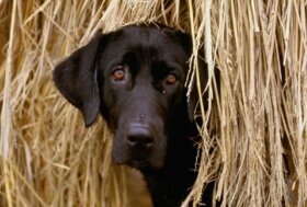 Reati contro animali: approvata legge che inasprisce le pene!