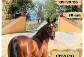 Rassegna Internazionale del Cavallo Trottatore di Allevamento Italiano