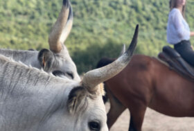 Il 27 e 28 settembre torna la festa del buttero contemporaneo