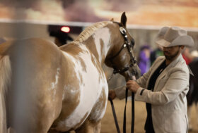 La biodiversità equina nazionale e internazionale protagonista a Fieracavalli
