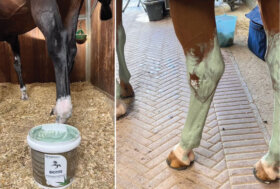 Defaticamento del cavallo, un momento chiave per il suo benessere