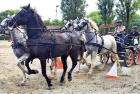 Attacchi: Sport a tutto campo. Sotto il sole di fine estate