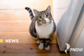 Nuova FAD FNOVI: patentino gatti