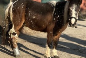 Lilli: la piccola pony che ci ha insegnato ancora una volta il valore del rispetto