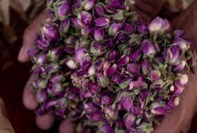 1986 – 2026: Slow Food Italia compie 40 anni